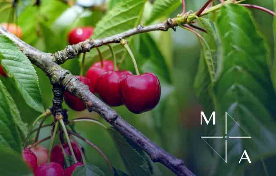 CHERRY ORCHARD EXPORT BUSINESS | SOUTH ISLAND NEW ZEALAND